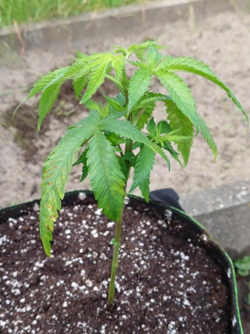 Granny´s Outdoor #2 - Somango. Week 7