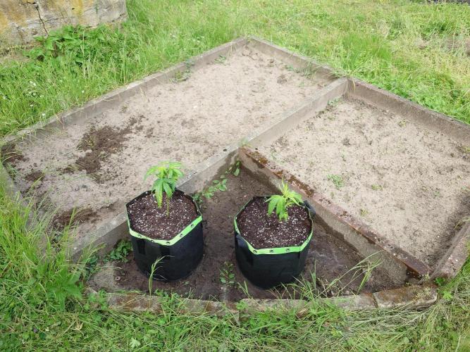 Granny´s Outdoor #1 - Fat Banana. Week 7