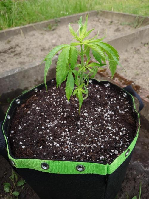 Granny´s Outdoor #1 - Fat Banana. Week 7