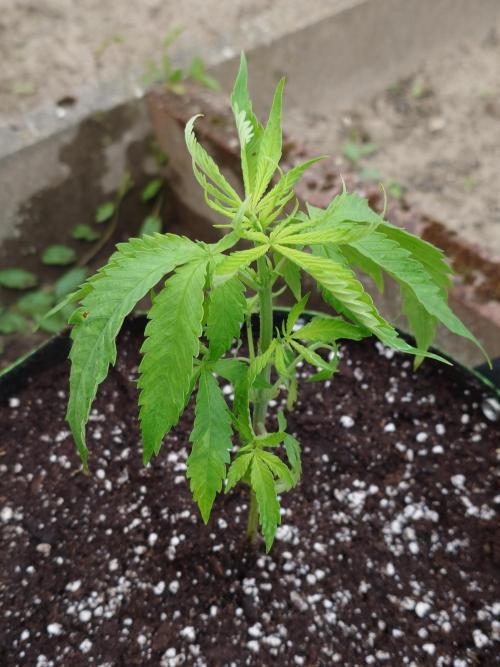 Granny´s Outdoor #1 - Fat Banana. Week 7