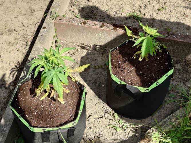 Granny´s Outdoor #1 - Fat Banana. Week 7