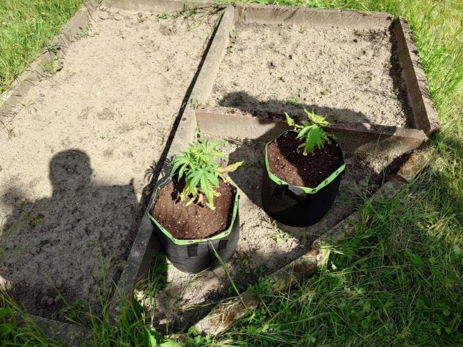 Granny´s Outdoor #1 - Fat Banana. Week 7