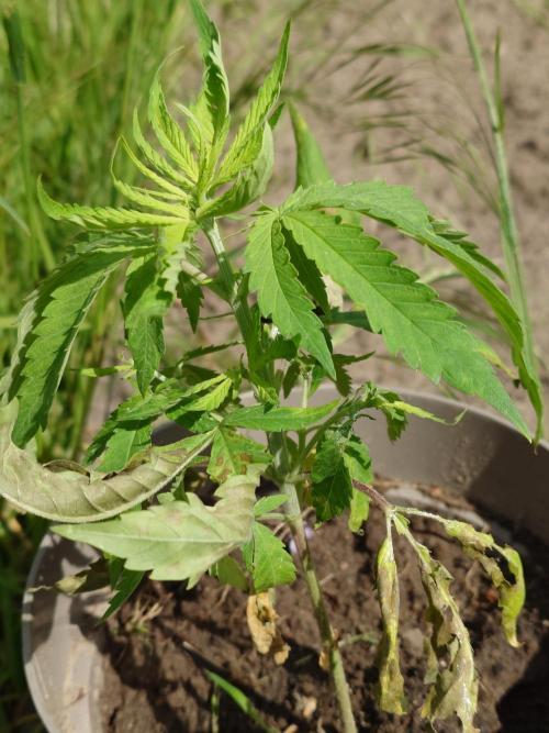 Granny´s Outdoor #1 - Fat Banana. Week 7