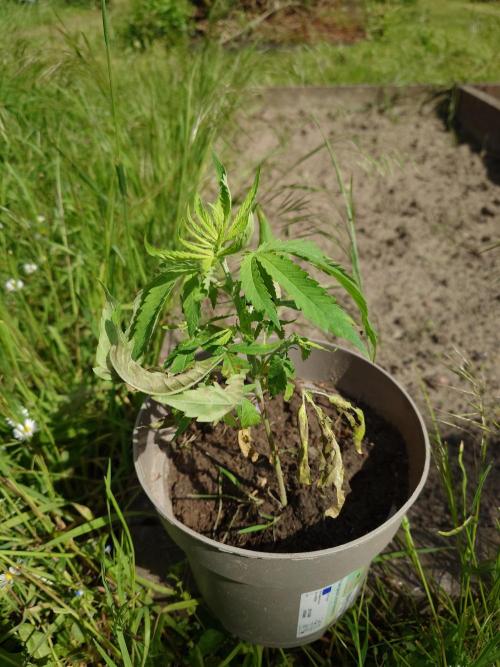 Granny´s Outdoor #1 - Fat Banana. Week 7