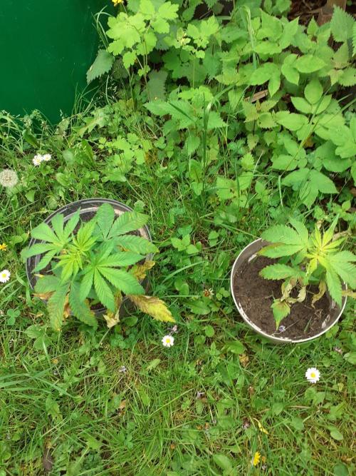 Fat Banana. Week 7