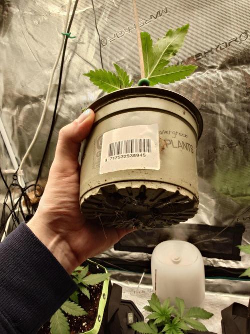 Watermelon - Out and In. Week 3