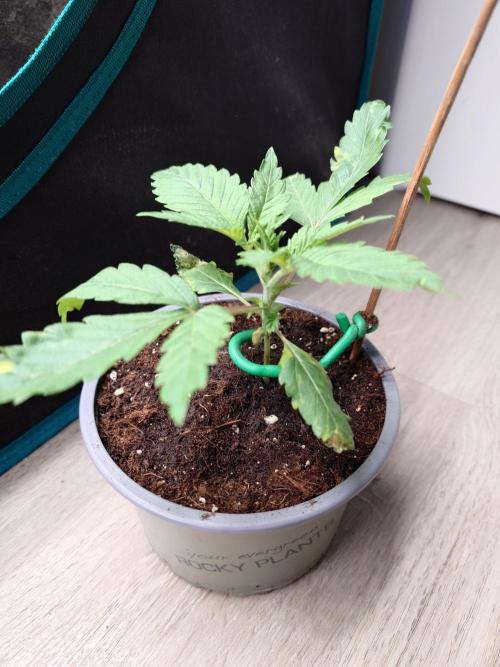 Watermelon - Out and In. Week 3
