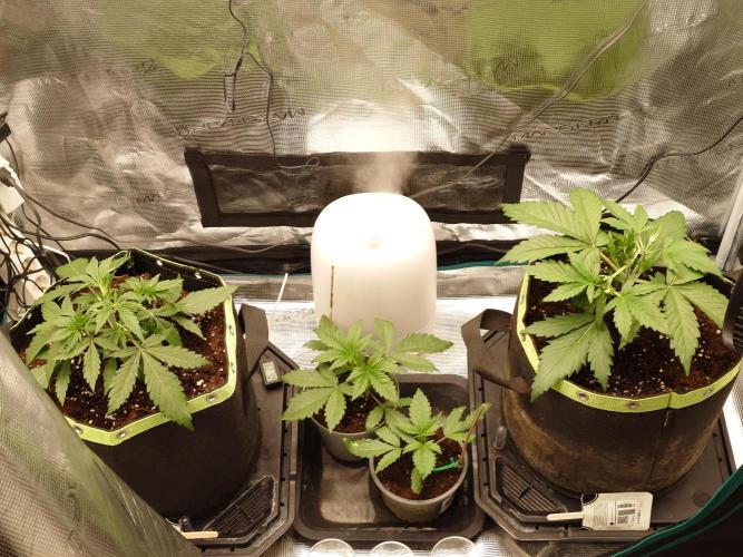 Radical Juice - Out and In. Week 3