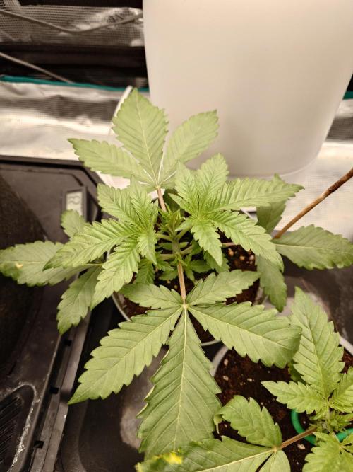 Radical Juice - Out and In. Week 3