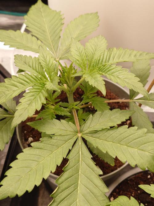 Radical Juice - Out and In. Week 3