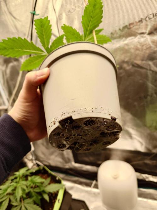 Radical Juice - Out and In. Week 3