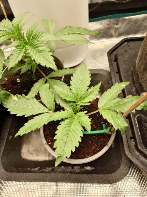 Radical Juice - Out and In. Week 3