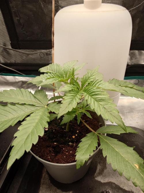 Radical Juice - Out and In. Week 3