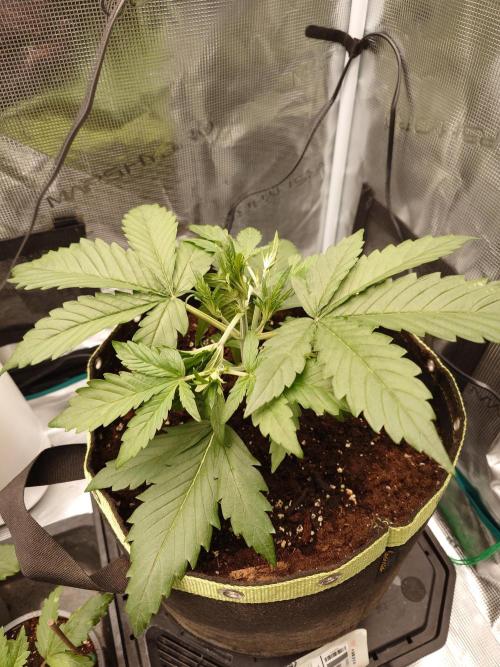 Guava Runtz - Indoor. Week 3