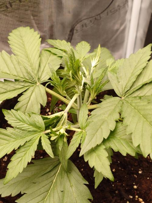 Growmix. Week 3