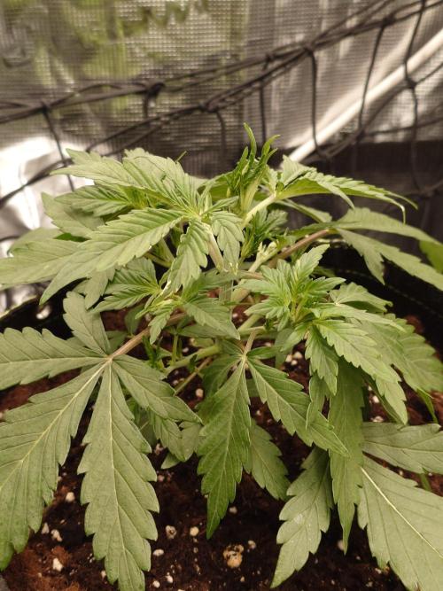 Guava Sundae - Indoor Grow. Week 3