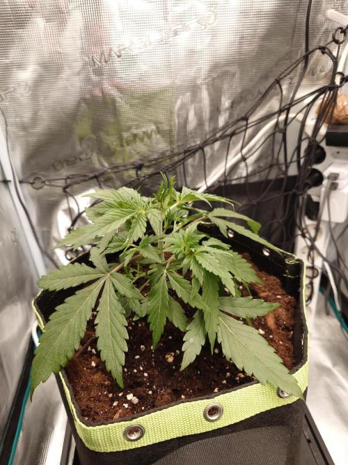 Guava Sundae - Indoor Grow. Week 3