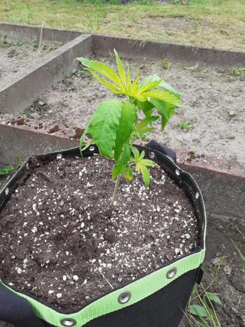 Granny´s Outdoor #1 - Fat Banana. Week 8
