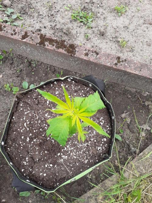 Granny´s Outdoor #1 - Fat Banana. Week 8