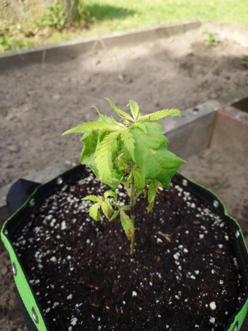 Granny´s Outdoor #1 - Fat Banana. Week 8