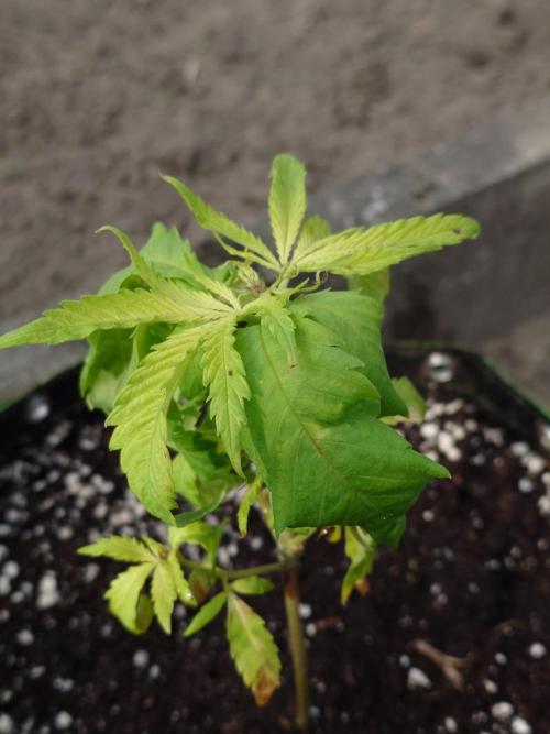 Granny´s Outdoor #1 - Fat Banana. Week 8