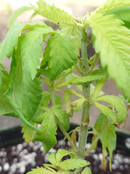Granny´s Outdoor #1 - Fat Banana. Week 8