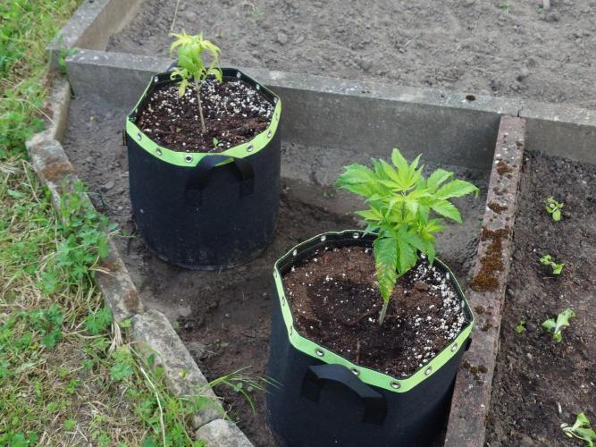 Fat Banana. Week 8