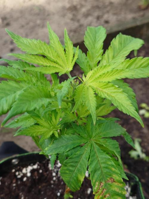 Granny´s Outdoor #2 - Somango. Week 8