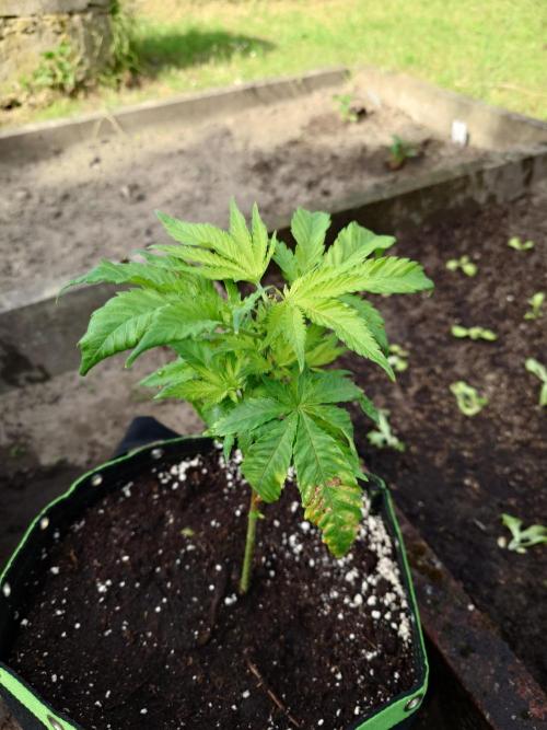 Granny´s Outdoor #2 - Somango. Week 8