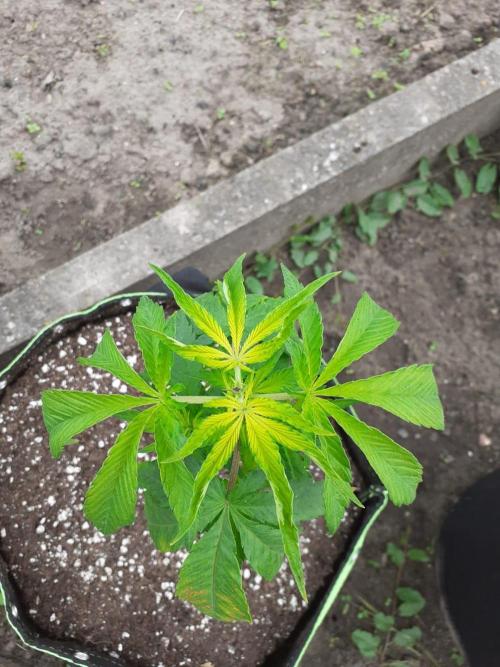 Granny´s Outdoor #2 - Somango. Week 8