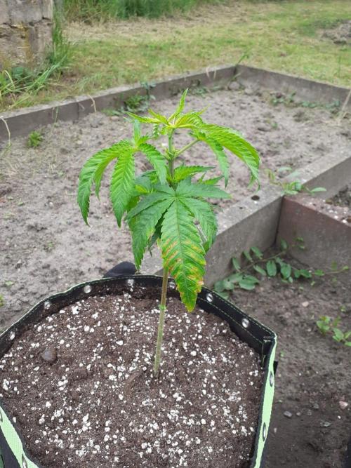 Granny´s Outdoor #2 - Somango. Week 8