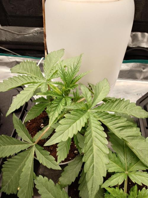 Watermelon - Out and In. Week 4
