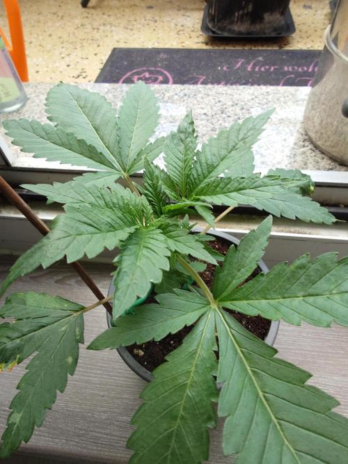 Watermelon - Out and In. Week 4