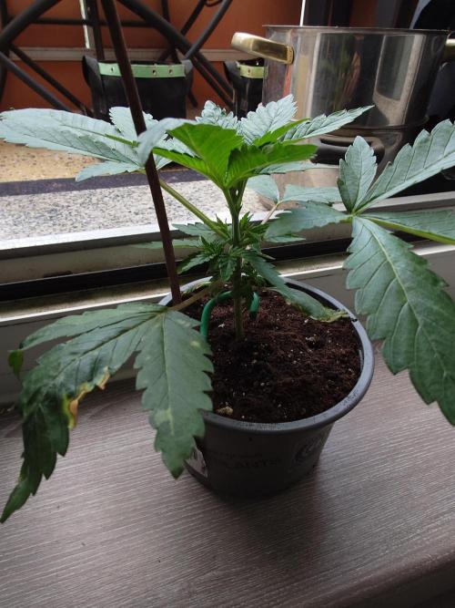 Watermelon - Out and In. Week 4
