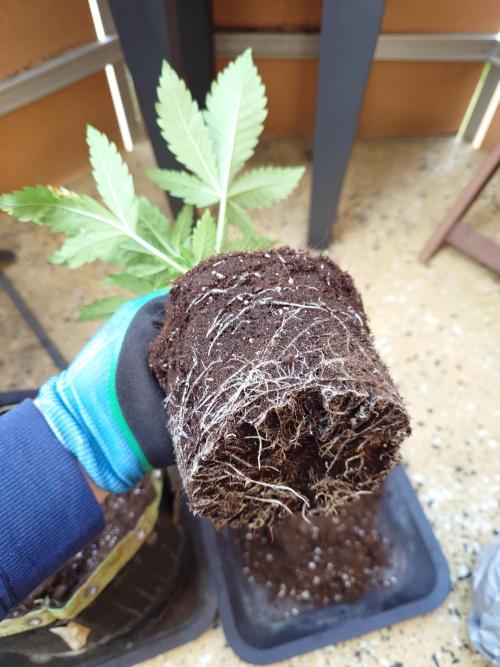 Watermelon - Out and In. Week 4