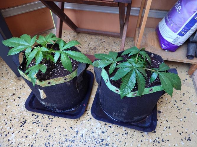 Watermelon - Out and In. Week 4