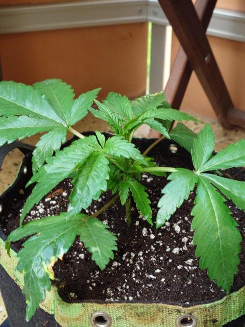 Watermelon - Out and In. Week 4