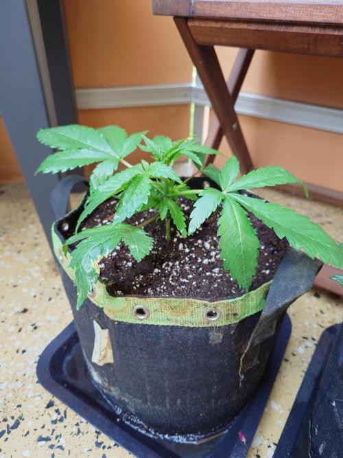 Watermelon - Out and In. Week 4