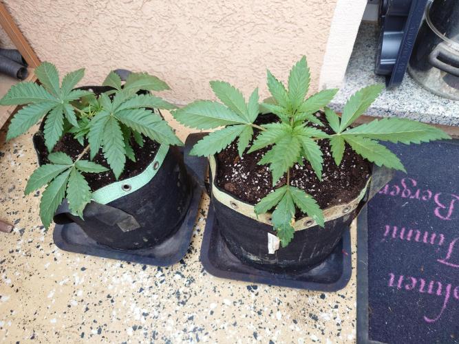 Watermelon - Out and In. Week 4