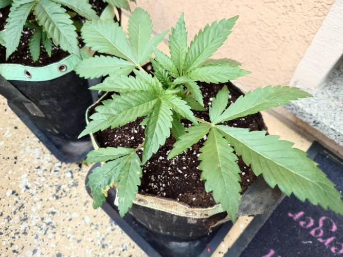 Watermelon - Out and In. Week 4