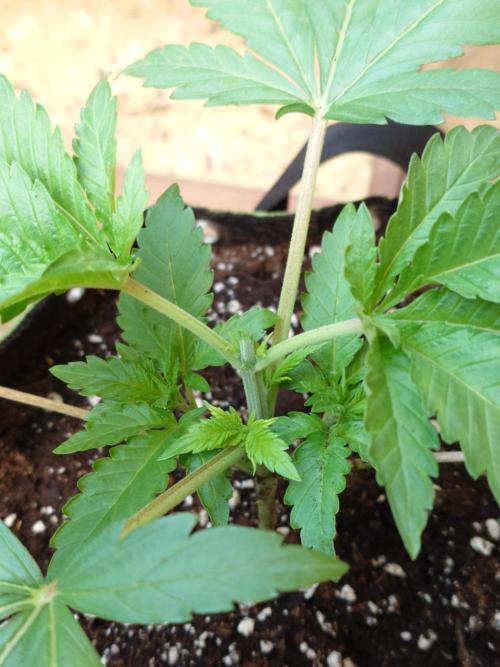 Watermelon - Out and In. Week 4