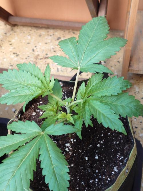 Watermelon - Out and In. Week 4