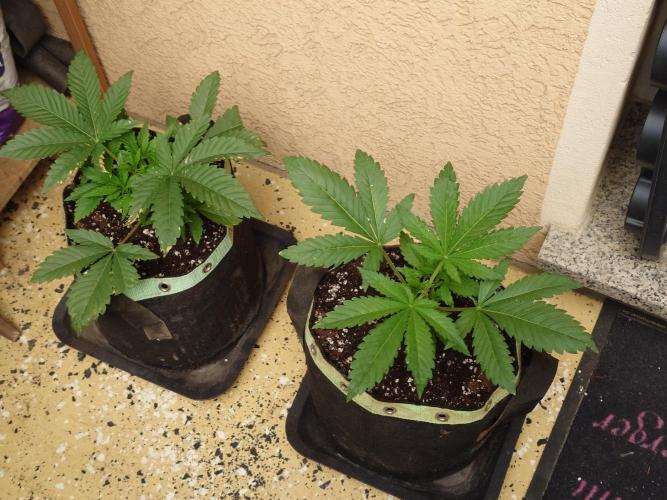 Watermelon - Out and In. Week 4