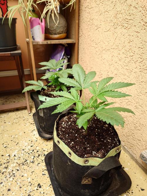 Watermelon - Out and In. Week 4