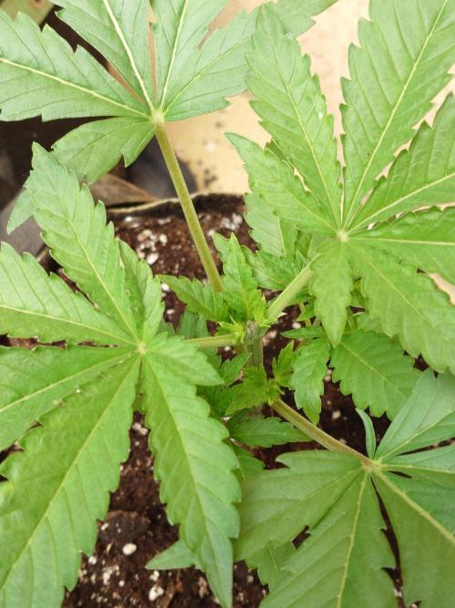 Watermelon - Out and In. Week 4