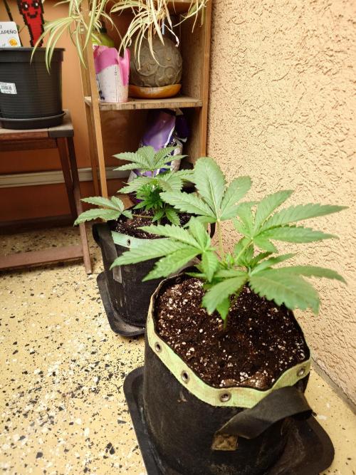 Radical Juice - Out and In. Week 4