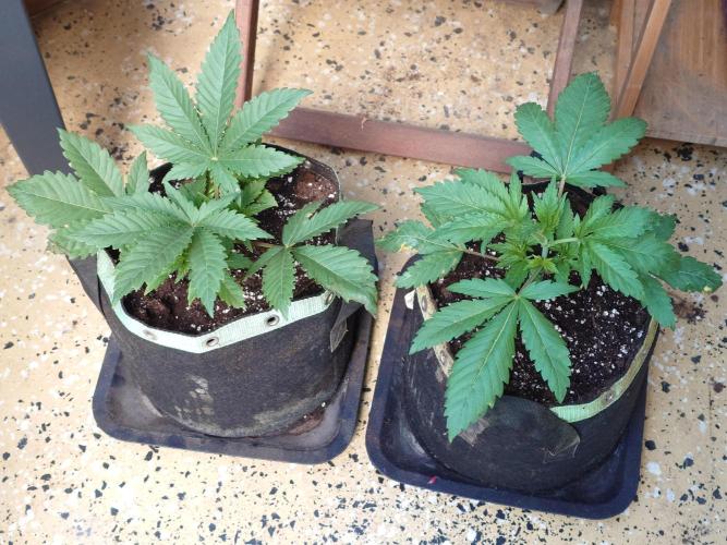Radical Juice - Out and In. Week 4