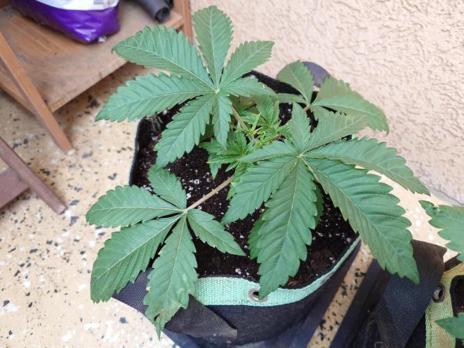 Radical Juice - Out and In. Week 4