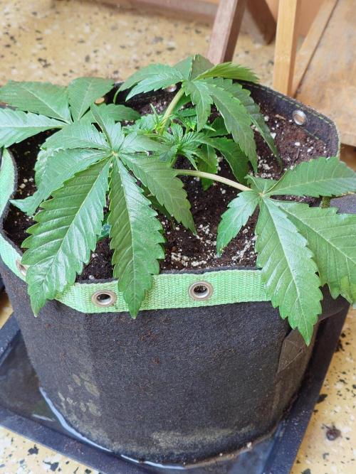 Radical Juice - Out and In. Week 4