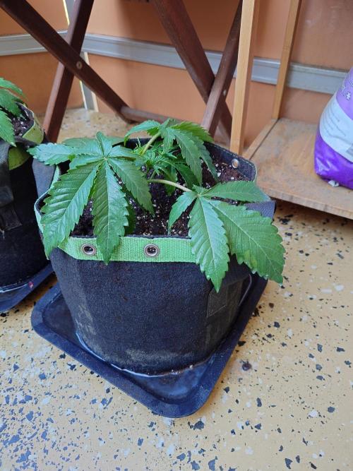Radical Juice - Out and In. Week 4